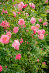 Fototapeta premium pink roses in the garden