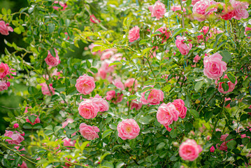 nice roses in the garden