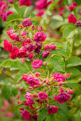 nice roses in the garden