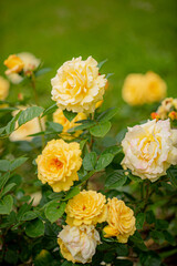 nice roses in the garden