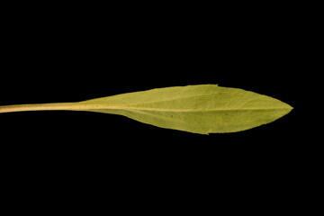 Bitter Fleabane (Erigeron acris). Basal Leaf Closeup