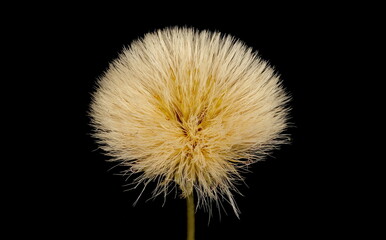 Bitter Fleabane (Erigeron acris). Fruiting Capitulum Closeup