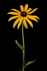 Orange Coneflower (Rudbeckia fulgida). Flowering Capitulum Closeup