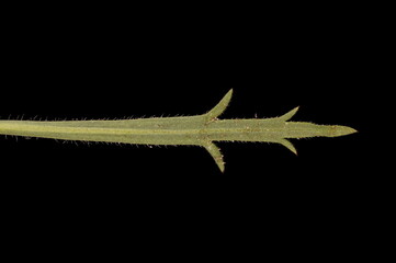 Sea Plantain (Plantago maritima). Leaf Closeup