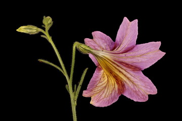 Painted Tongue (Salpiglossis sinuata). Inflorescence Closeup