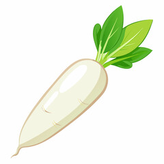 white long radish isolated white background