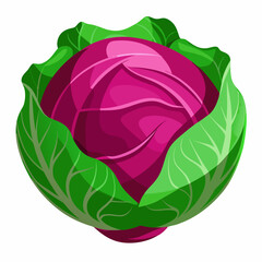 cabbage isolated