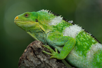 Male Fiji Banded Iguanas
(Brachylophus bulabula) are bright green lizard with crested spines and long tail. The species are found only on the Fiji islands.