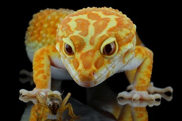 potrait close-up cute leopard gecko on black background, 20 December 2024 Indonesia