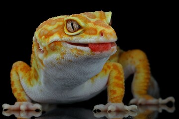 potrait close-up cute leopard gecko on black background, 20 December 2024 Indonesia