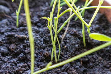 
a soil-growing spice plant with small green leaves