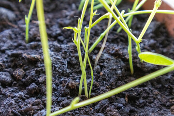 
a soil-growing spice plant with small green leaves