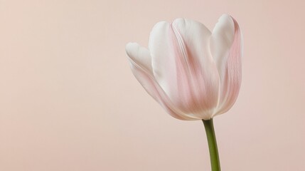 A lone soft pink tulip isolated against a light beige background, close-up shot, Minimalist style