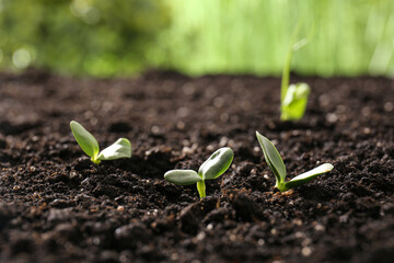 Small seedlings in soil outdoors