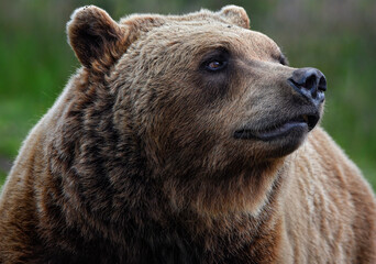 Obraz premium Close up of a male Brown Bear (Eurasian Brown bear) 