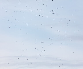 A flock of birds flying in the sky