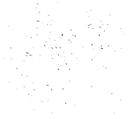 A flock of birds flying in the sky