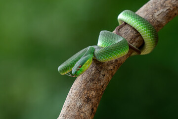 Green White-lipped Pit Viper (Trimeresurus insularis). Indonesian viper snake on tree branch.