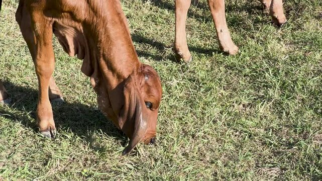 Cows Grazing at Jim Thompson Farm