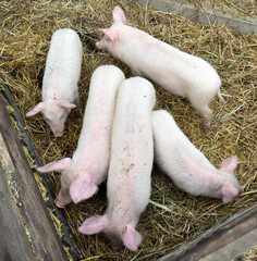 A group of white pigs are eating hay in a pen