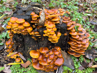 A large pile of mushrooms growing on a log