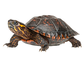 Obraz premium Isolated Wood Turtle