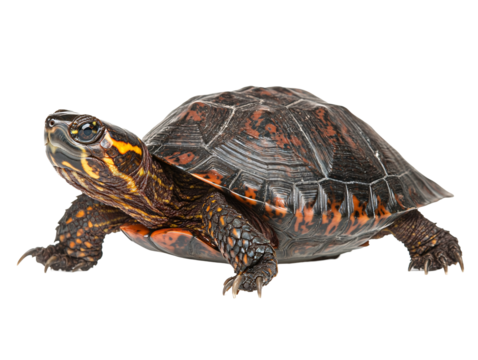 Isolated Wood Turtle