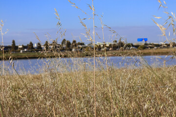 dry grass seed heads in outer western Melbourne suburbs