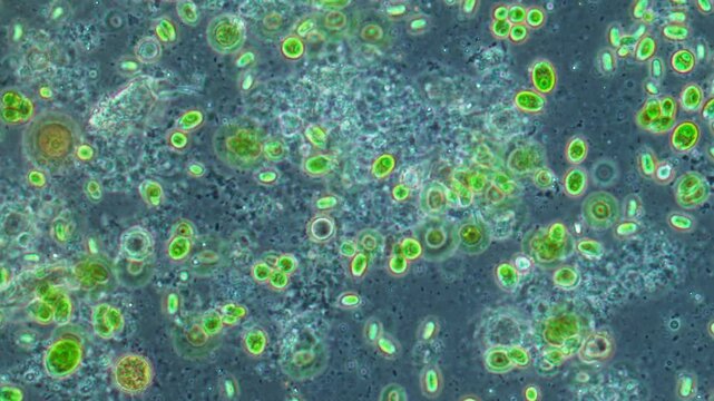 Large cells of the unicellular green algae - chlorella under magnification of a light microscope. The movement of the unicellular algae is observed.