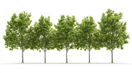Obraz premium Row of vibrant green trees against a clean white background creating a fresh and natural outdoor atmosphere for design projects.