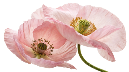 flying pink flowers isolated on transparent background cutout