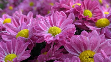beautiful pink mum