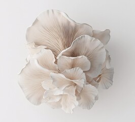 oyster mushrooms on a white background