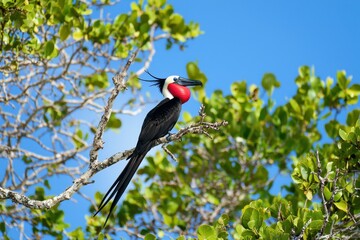 Frigatebird with Inflated Pouch