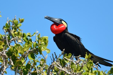 Naklejka premium Frigatebird with Inflated Pouch