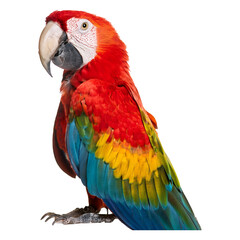Obraz premium Detailed photo of a colorful macaw parrot standing still, isolated on transparent background