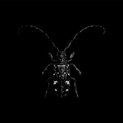 Longhorn Beetle hand drawing vector isolated on black background.