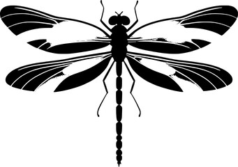 black and white butterfly