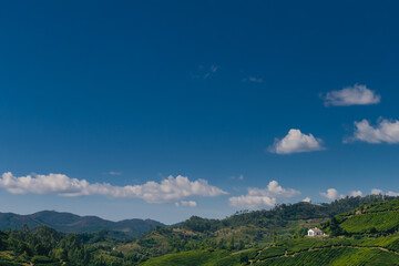 Obraz premium A picturesque view of green tea plantations, framed by a blue sky.
