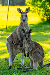 kangaroos in the grass