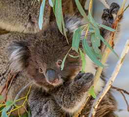 koala bear cub joey © Tim