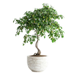 Bonsai tree, white isolate background