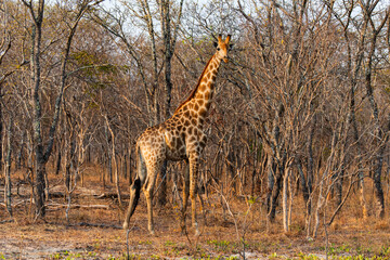 Obraz premium Giraffe at Chaminuka Game Reserve in Zambia, Africa