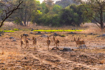 antelope at Chaminuka Game Reserve in Zambia, Africa