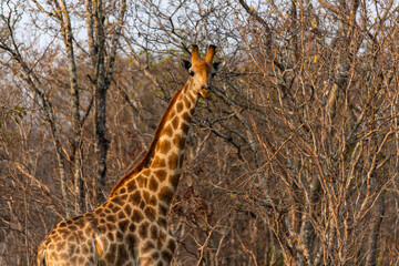 Giraffe at Chaminuka Game Reserve in Zambia, Africa