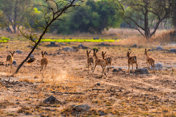 antelope at Chaminuka Game Reserve in Zambia, Africa