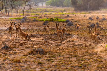 antelope at Chaminuka Game Reserve in Zambia, Africa