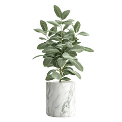 Potted plant, white isolate background