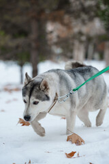 Grey Husky walking in snow park with collar