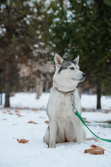 Grey Husky walking in snow park with collar